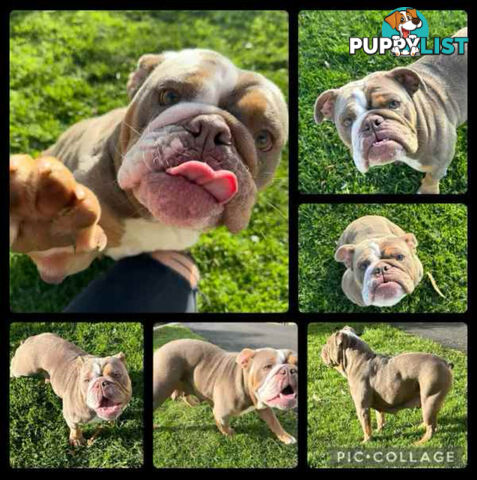 Purebred British Bulldog Female. Stunning Lilac-Tri Colour with Beautiful Temperament