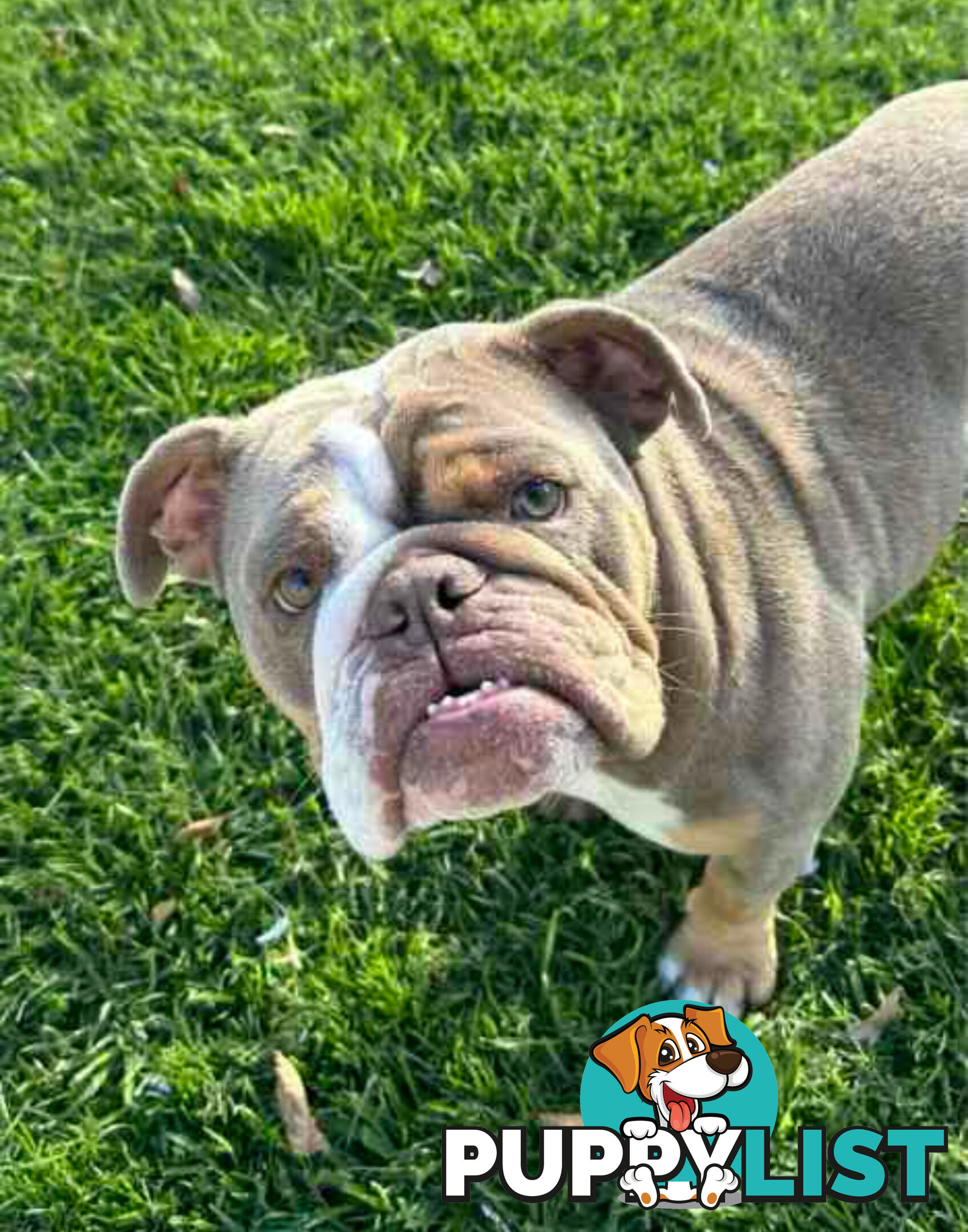 Purebred British Bulldog Female. Stunning Lilac-Tri Colour with Beautiful Temperament