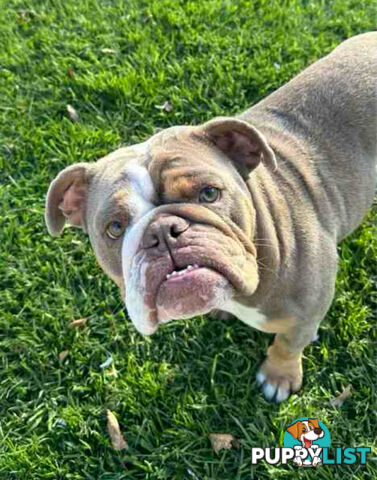 Purebred British Bulldog Female. Stunning Lilac-Tri Colour with Beautiful Temperament