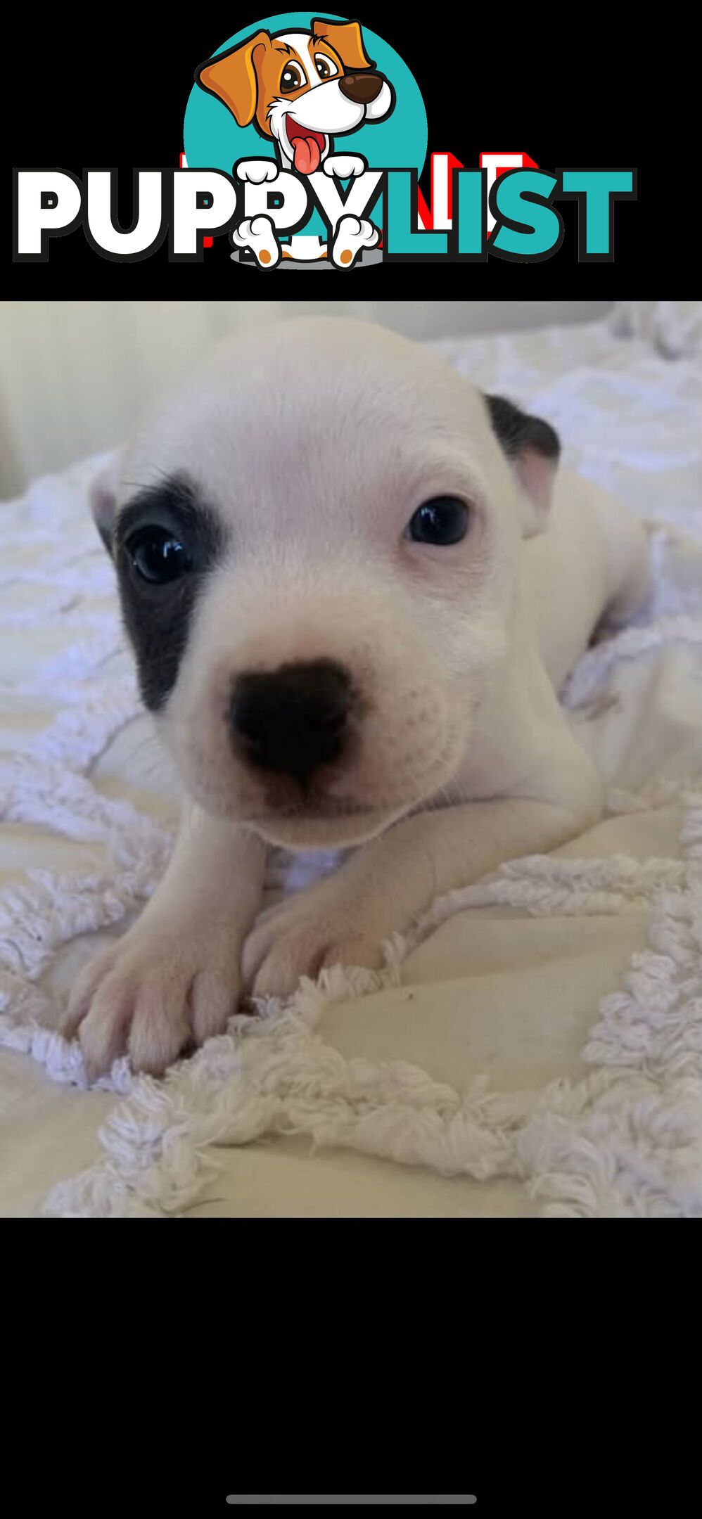 English Staffy puppies looking for their forever home.