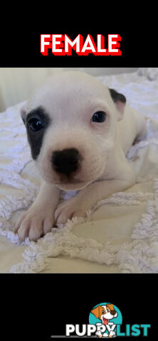 English Staffy puppies looking for their forever home.