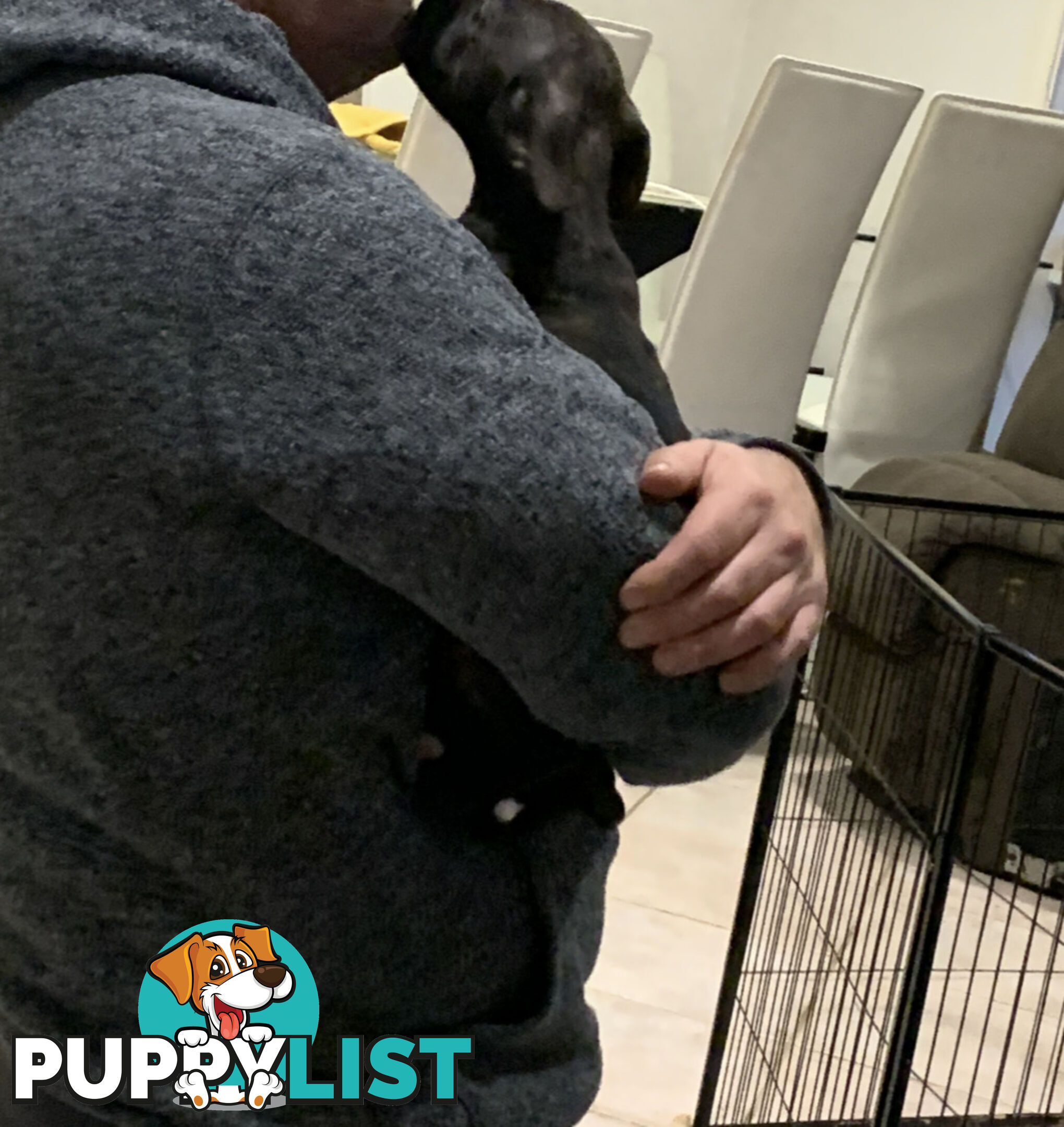 English Staffy puppies looking for their forever (only 2 brown/black males with white vests left)