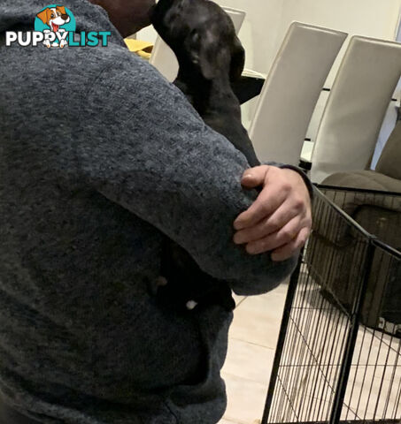 English Staffy puppies looking for their forever (only 2 brown/black males with white vests left)