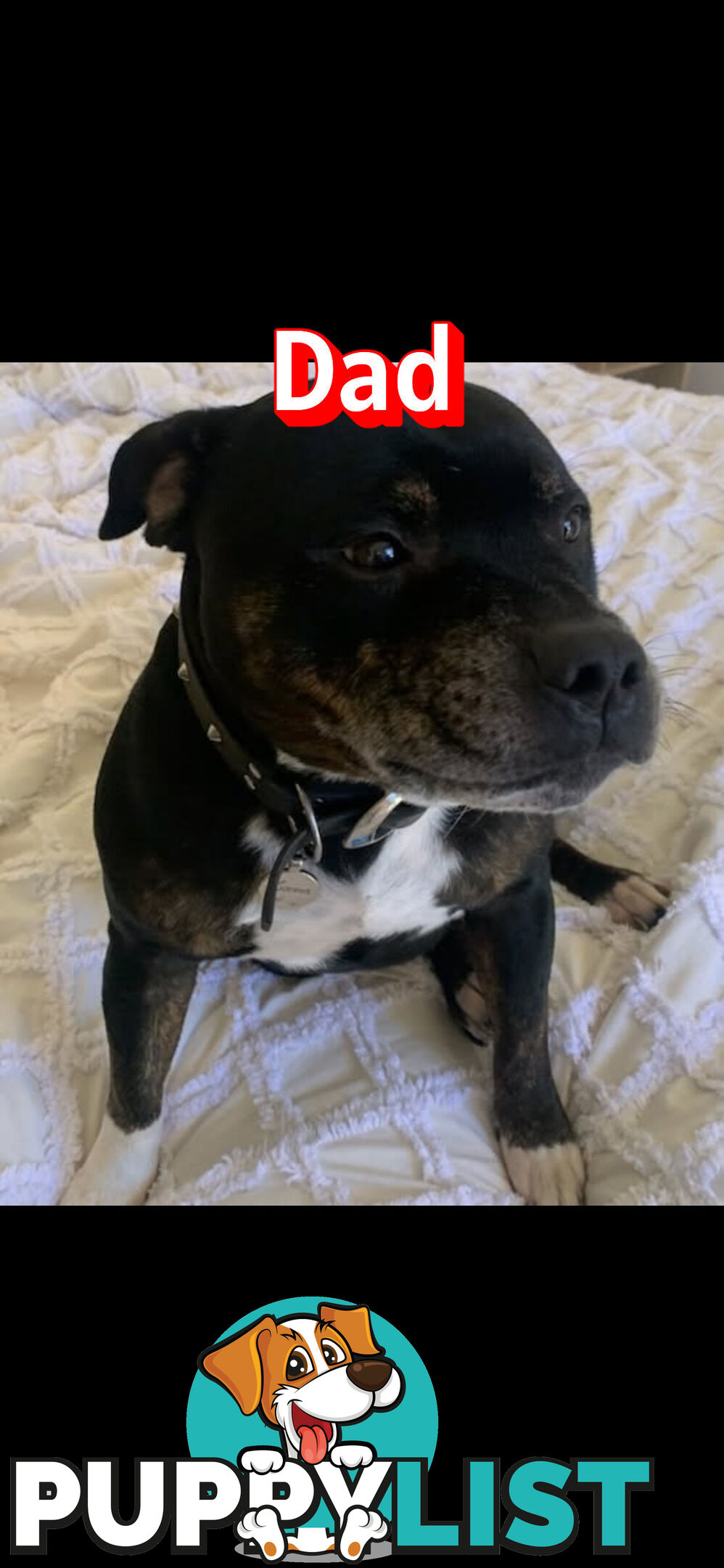 English Staffy puppies looking for their forever (only 2 brown/black males with white vests left)
