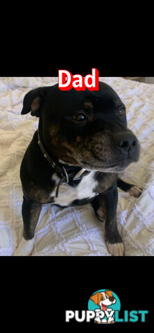 English Staffy puppies looking for their forever (only 2 brown/black males with white vests left)