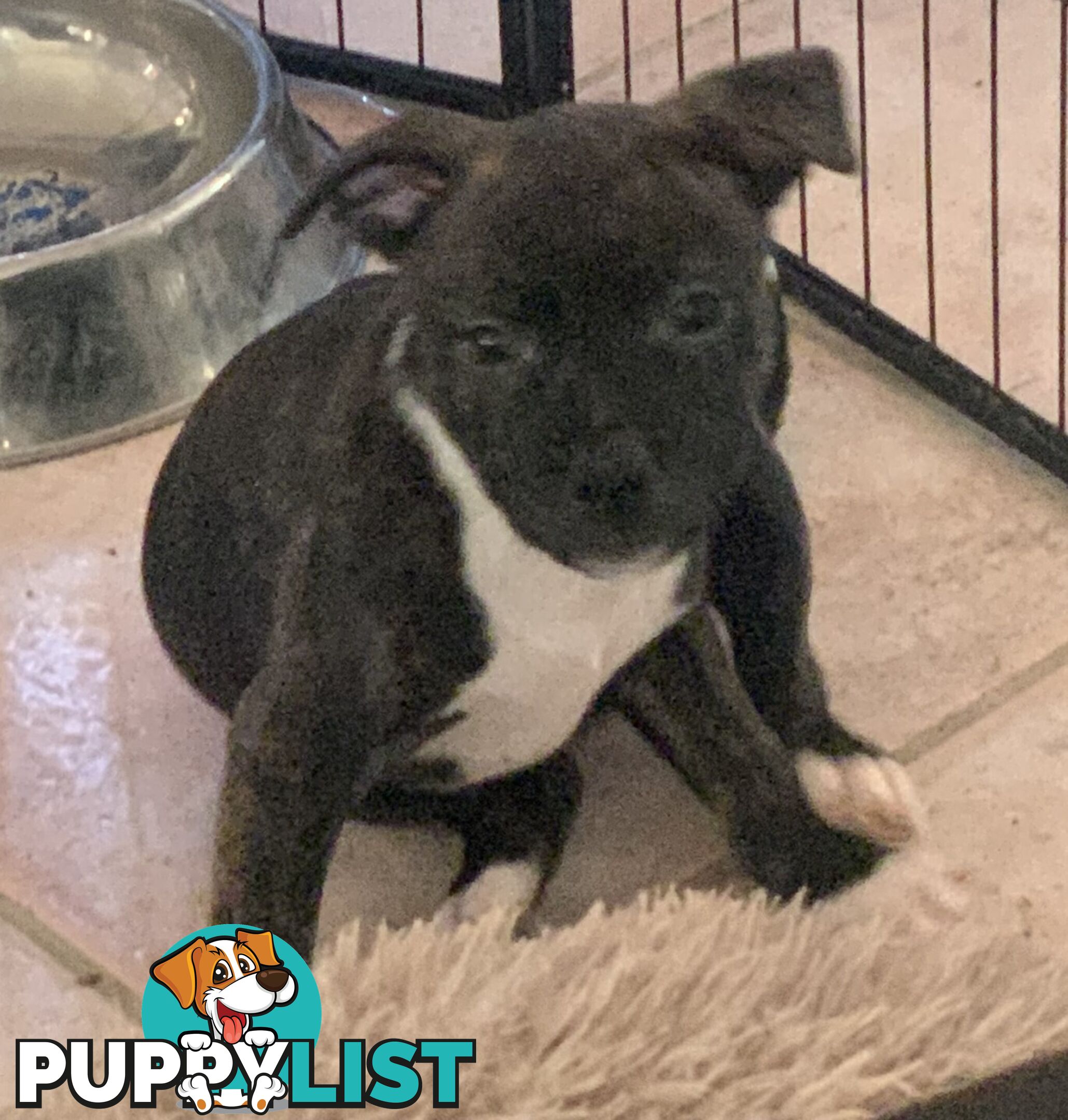 English Staffy puppies looking for their forever (only 2 brown/black males with white vests left)