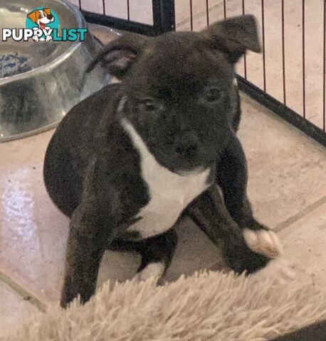 English Staffy puppies looking for their forever (only 2 brown/black males with white vests left)