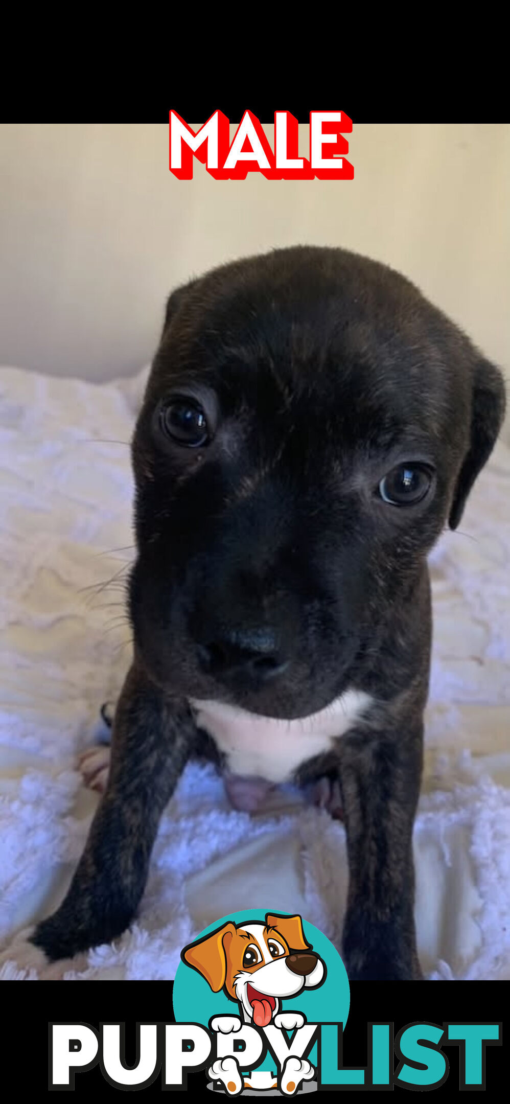 English Staffy puppies looking for their forever home.
