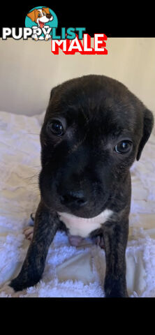 English Staffy puppies looking for their forever home.