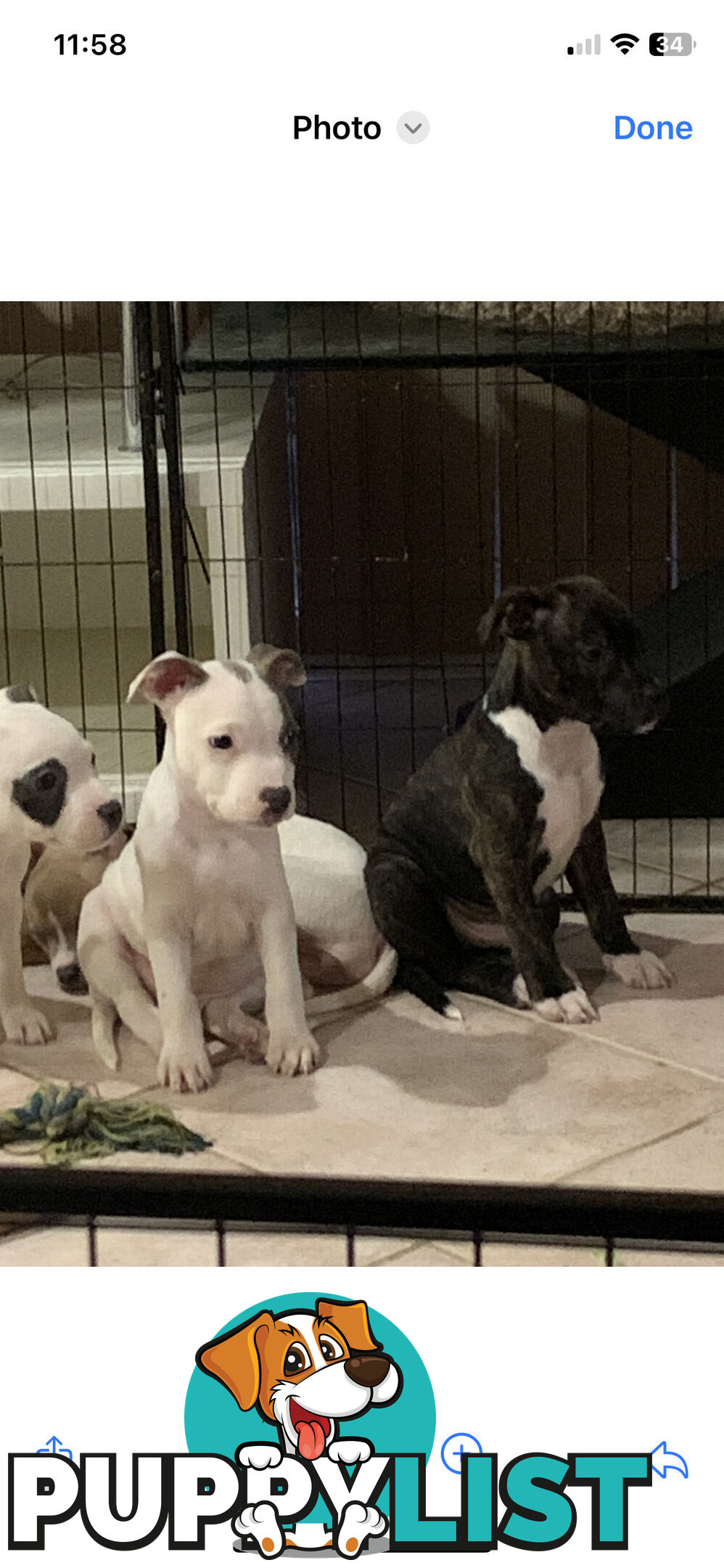 English Staffy puppies looking for their forever home.