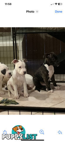 English Staffy puppies looking for their forever home.