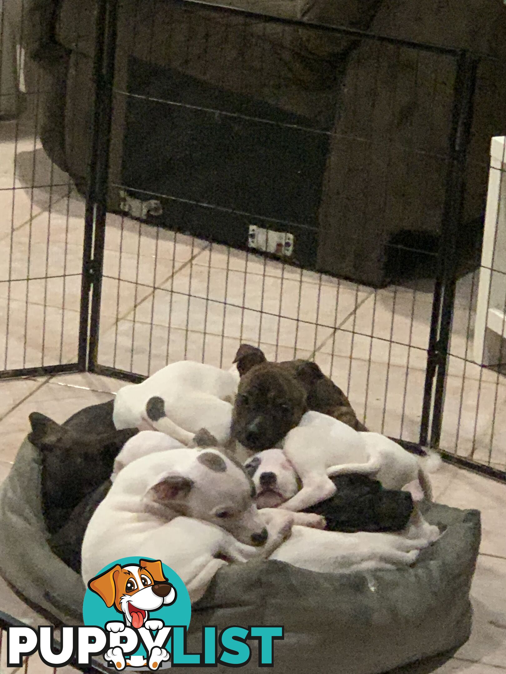 English Staffy puppies looking for their forever home.