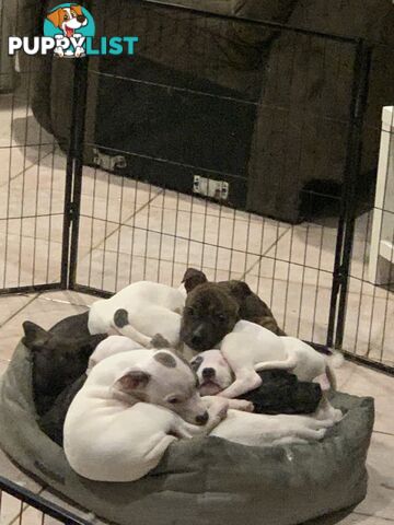 English Staffy puppies looking for their forever home.