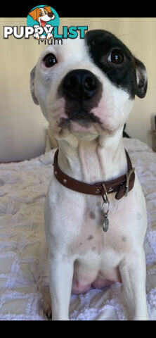 English Staffy puppies looking for their forever (only 2 brown/black males with white vests left)