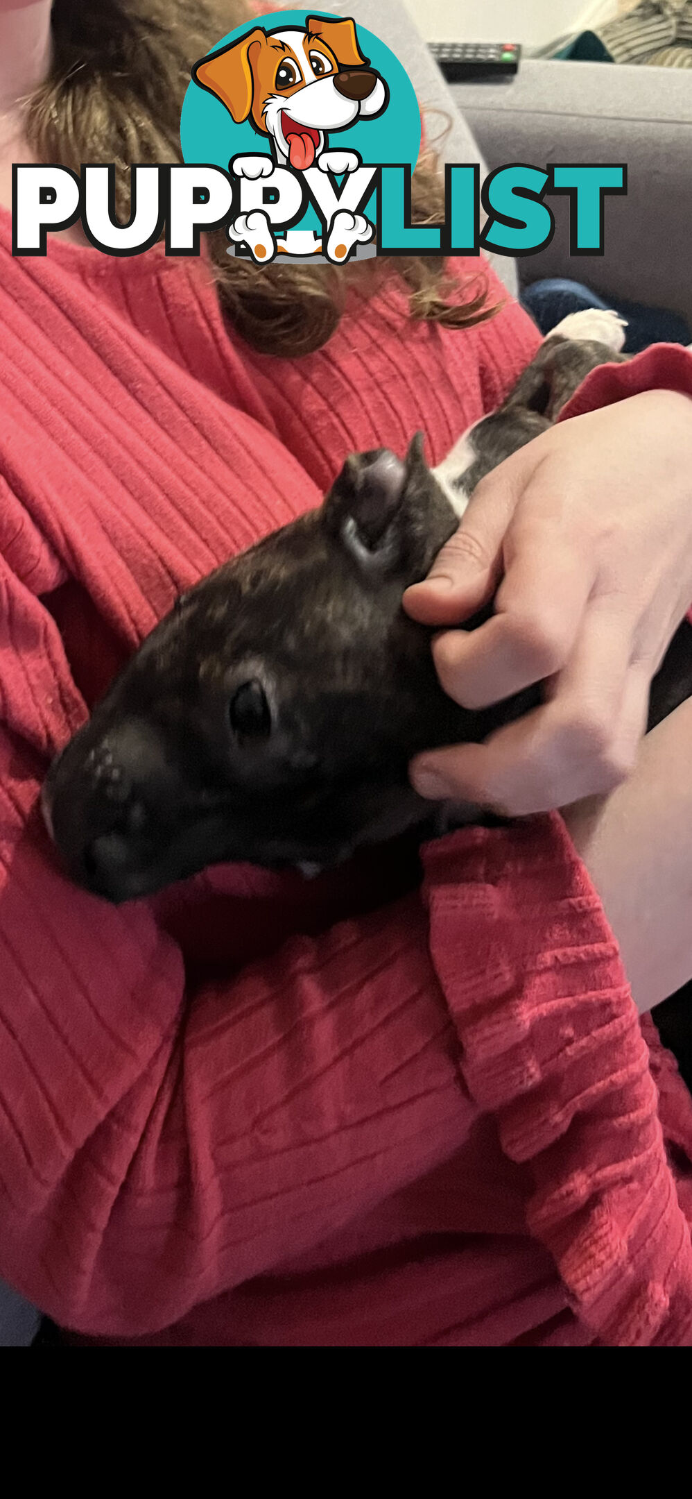English Staffy puppies looking for their forever (only 2 brown/black males with white vests left)