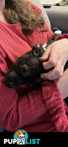 English Staffy puppies looking for their forever (only 2 brown/black males with white vests left)
