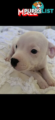 English Staffy puppies looking for their forever home.