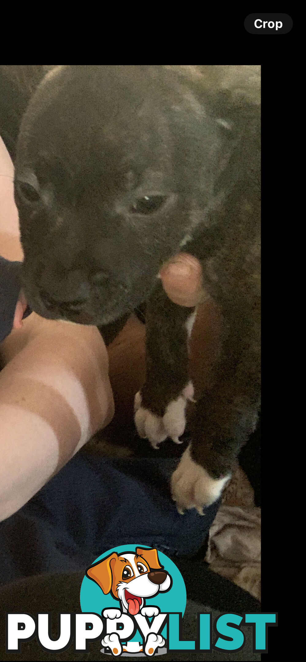 English Staffy puppies looking for their forever (only 2 brown/black males with white vests left)