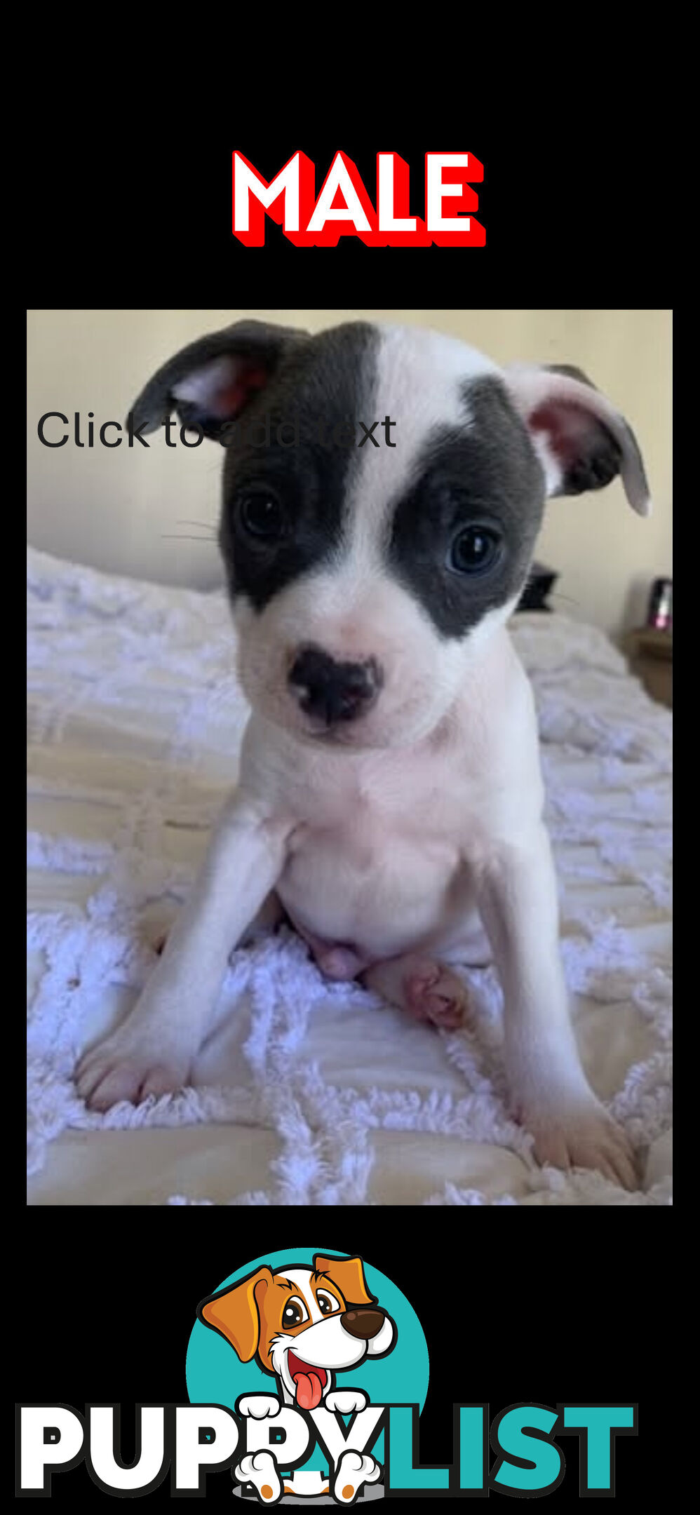 English Staffy puppies looking for their forever home.