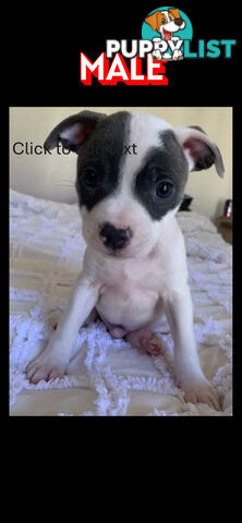 English Staffy puppies looking for their forever home.