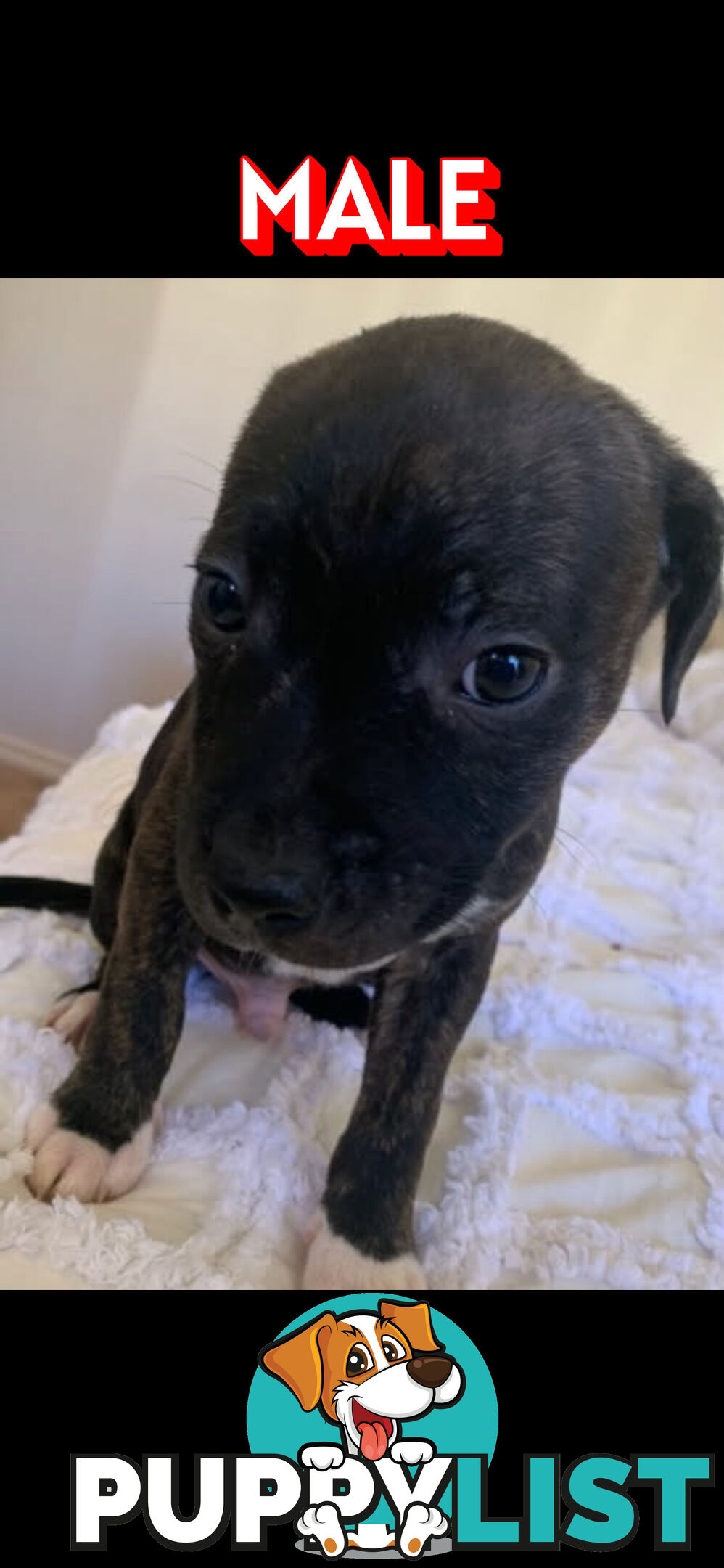English Staffy puppies looking for their forever home.