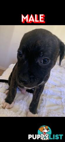English Staffy puppies looking for their forever home.