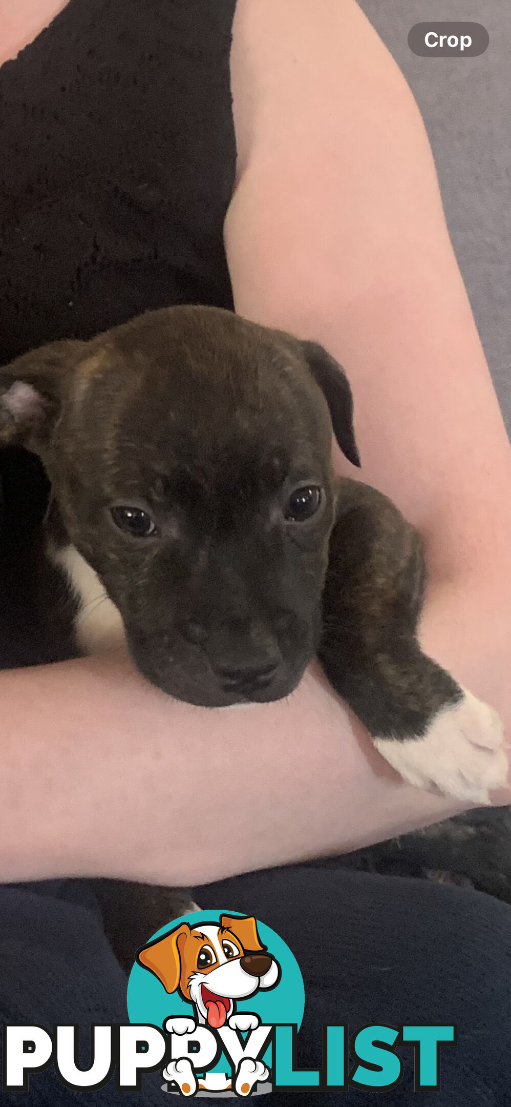 English Staffy puppies looking for their forever (only 2 brown/black males with white vests left)