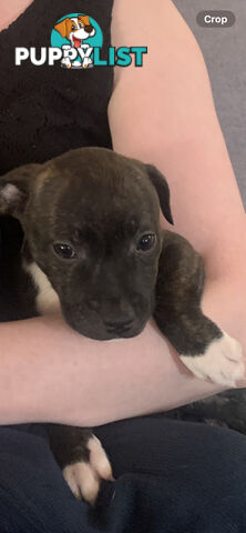 English Staffy puppies looking for their forever (only 2 brown/black males with white vests left)