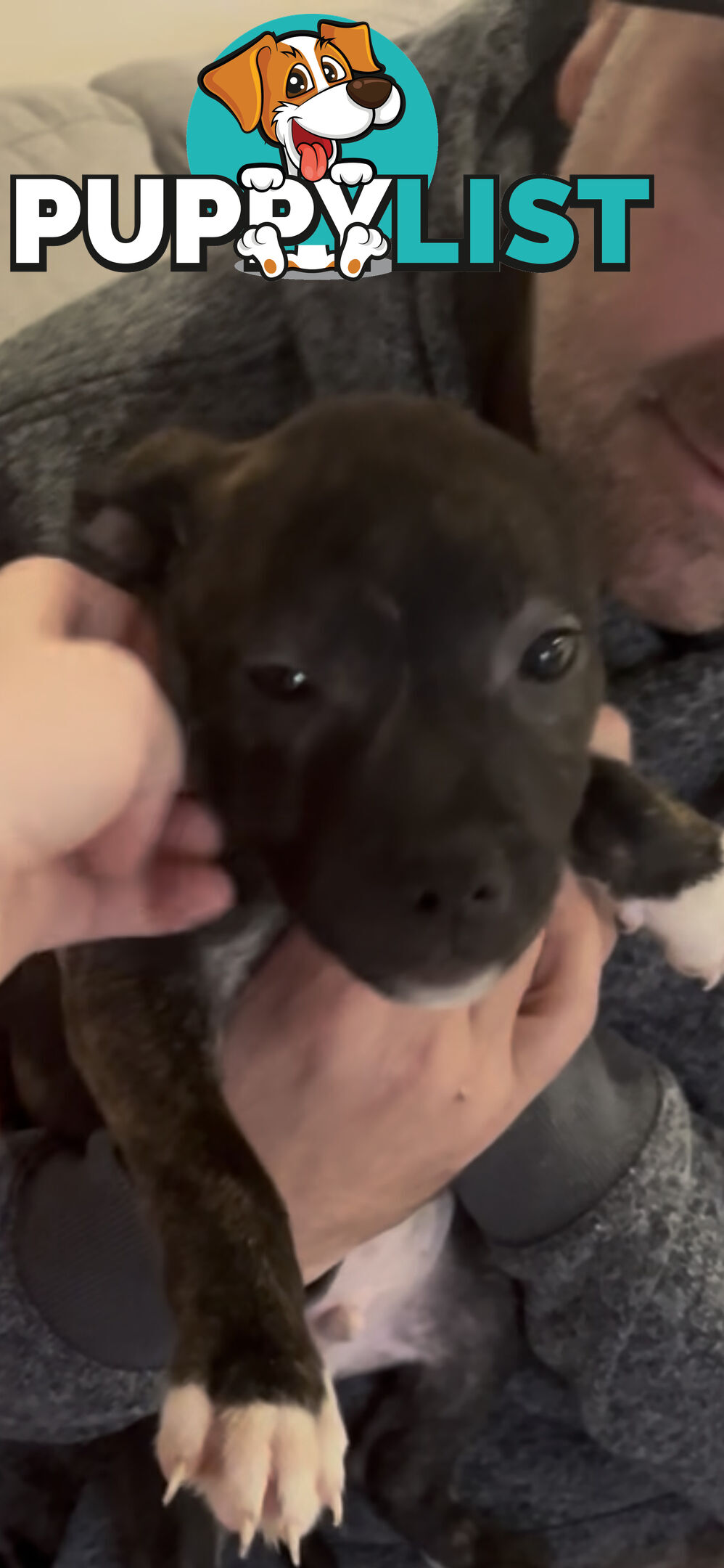English Staffy puppies looking for their forever (only 2 brown/black males with white vests left)