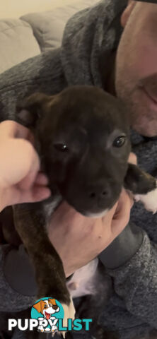 English Staffy puppies looking for their forever (only 2 brown/black males with white vests left)