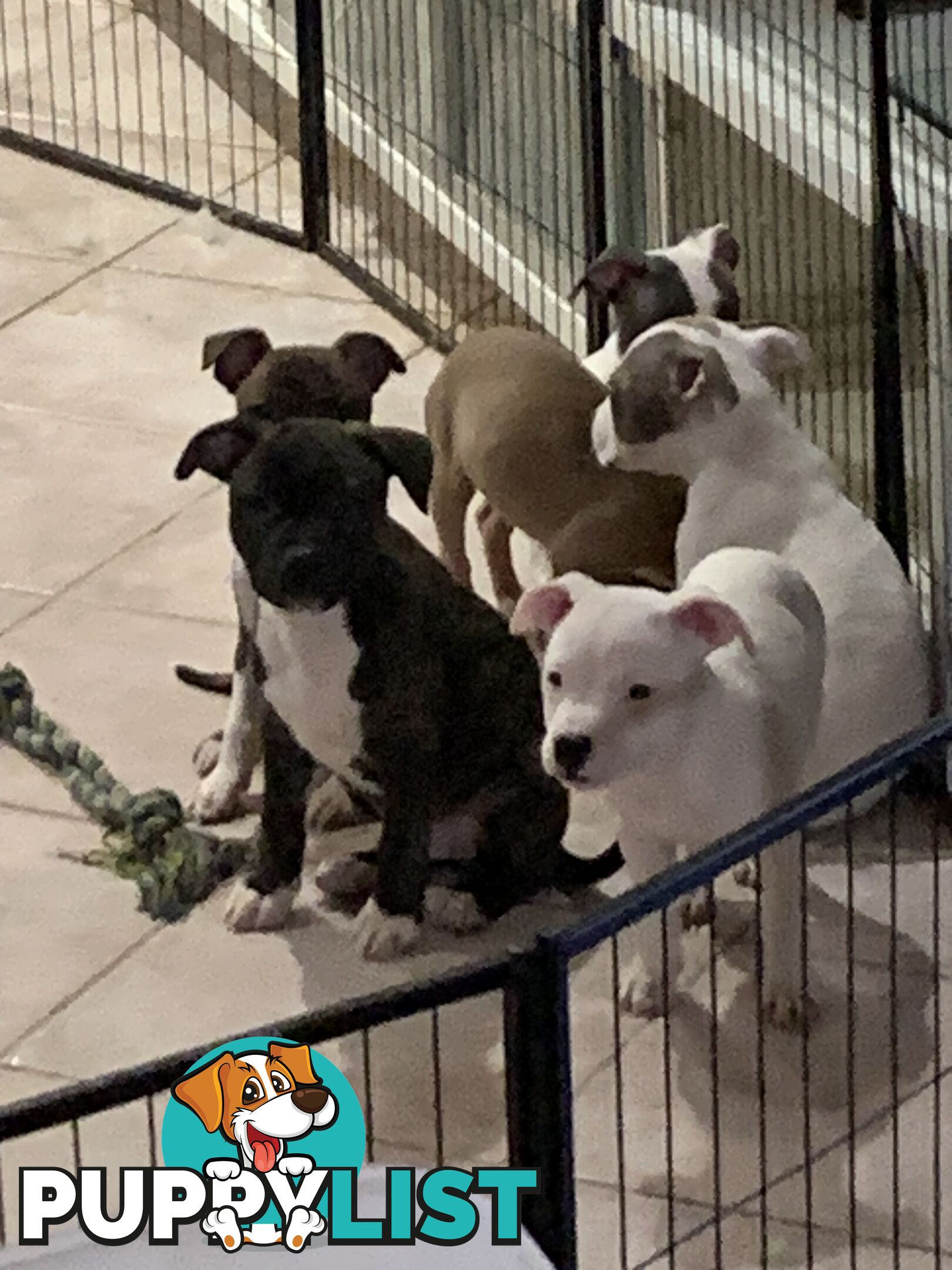 English Staffy puppies looking for their forever home.