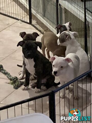 English Staffy puppies looking for their forever home.