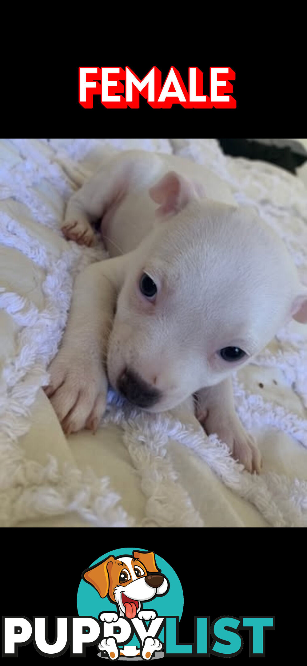 English Staffy puppies looking for their forever home.