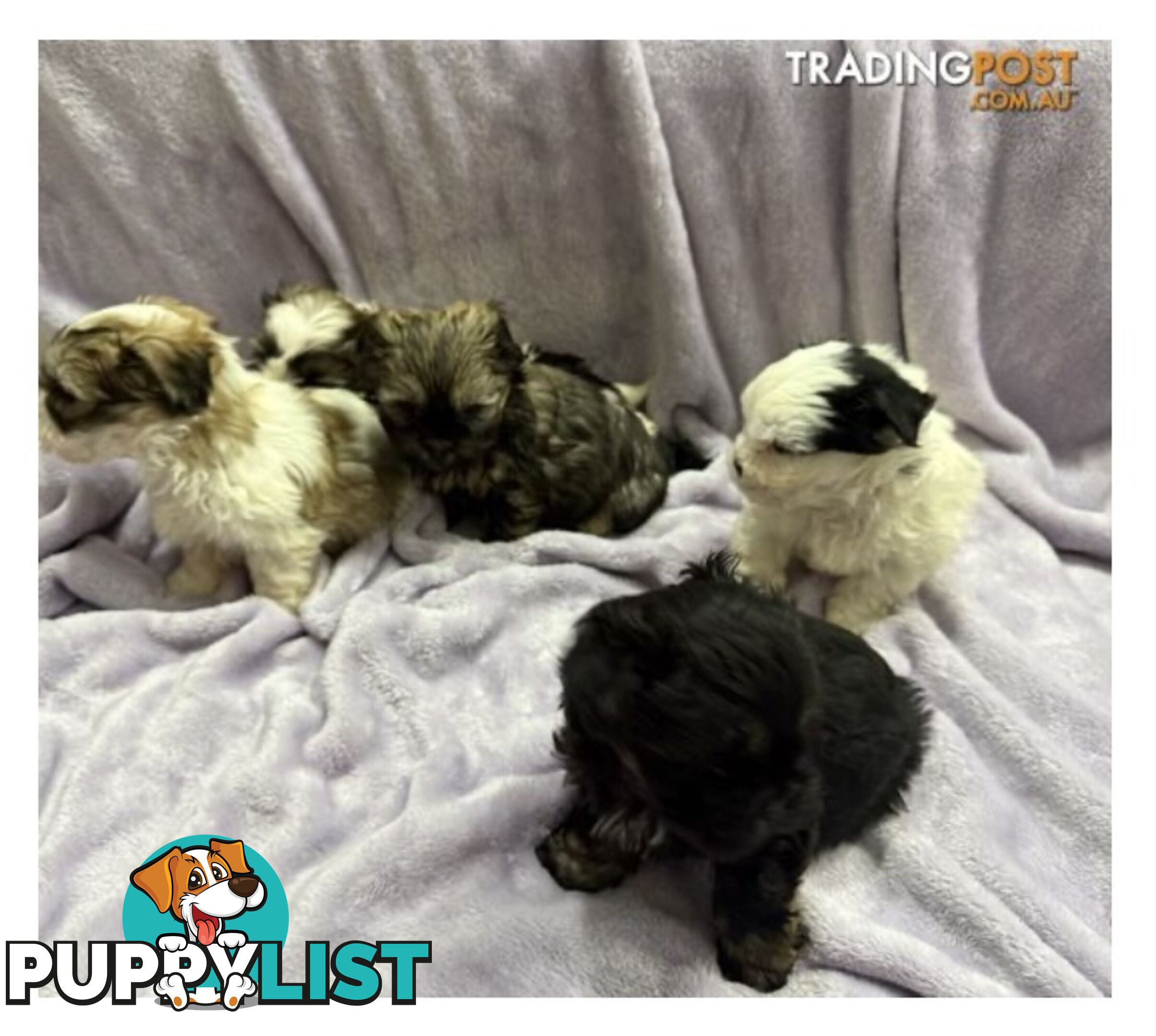 Maltese Shitzu Pups