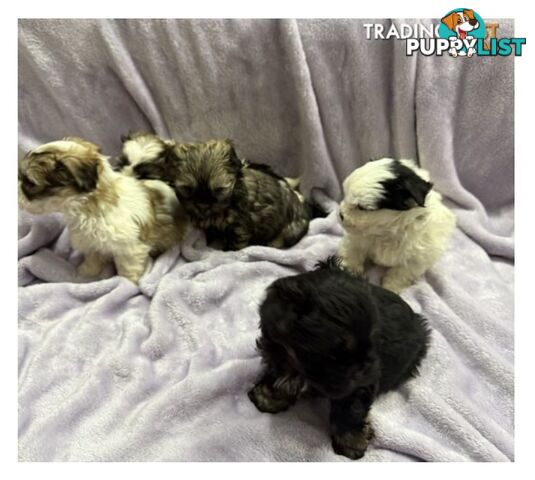 Maltese Shitzu Pups