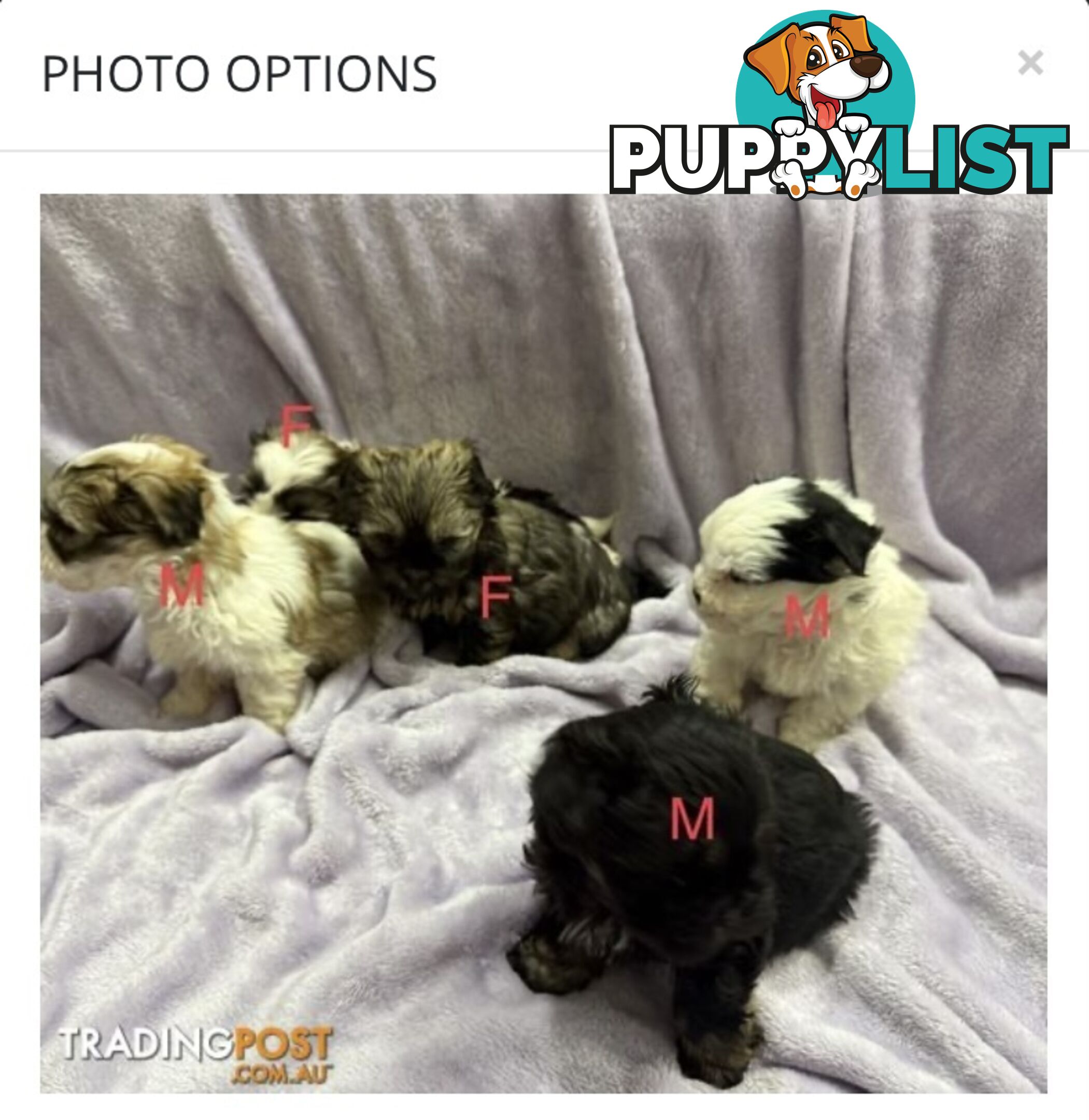 Maltese Shitzu Pups