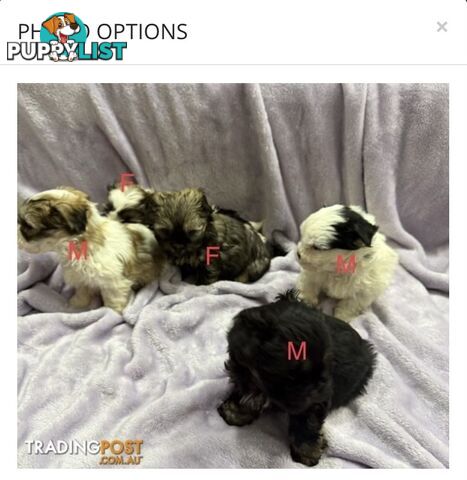 Maltese Shitzu Pups