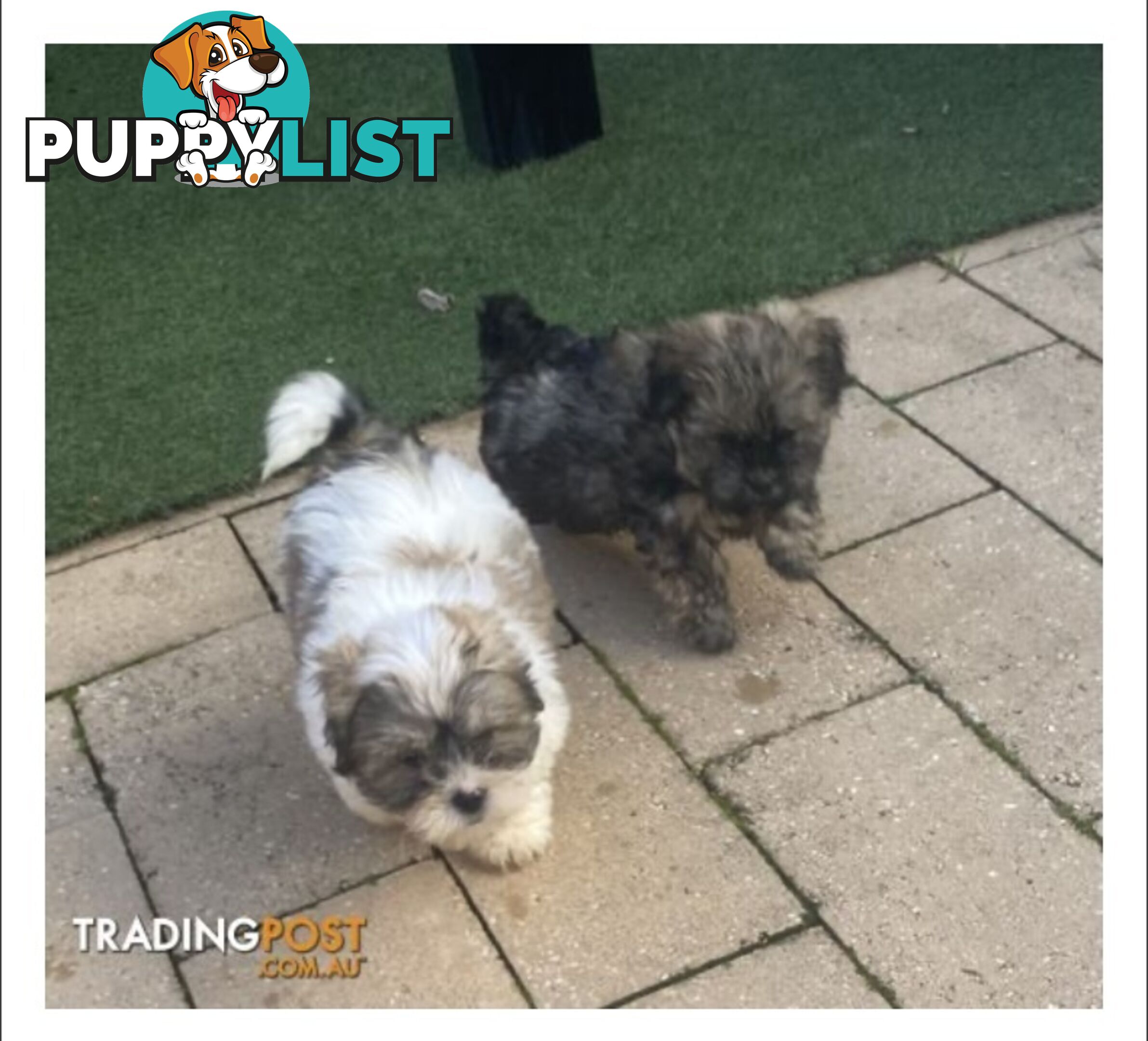 Maltese Shitzu Pups