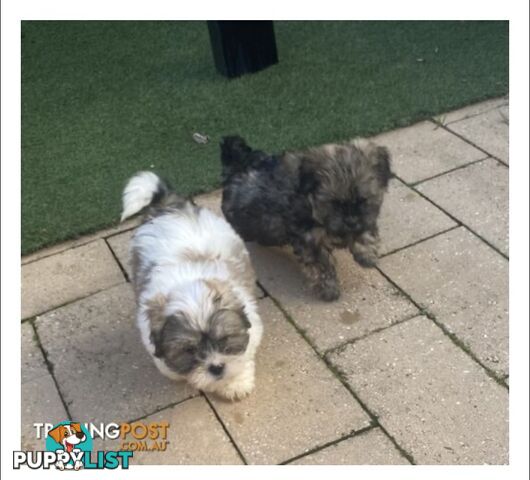 Maltese Shitzu Pups