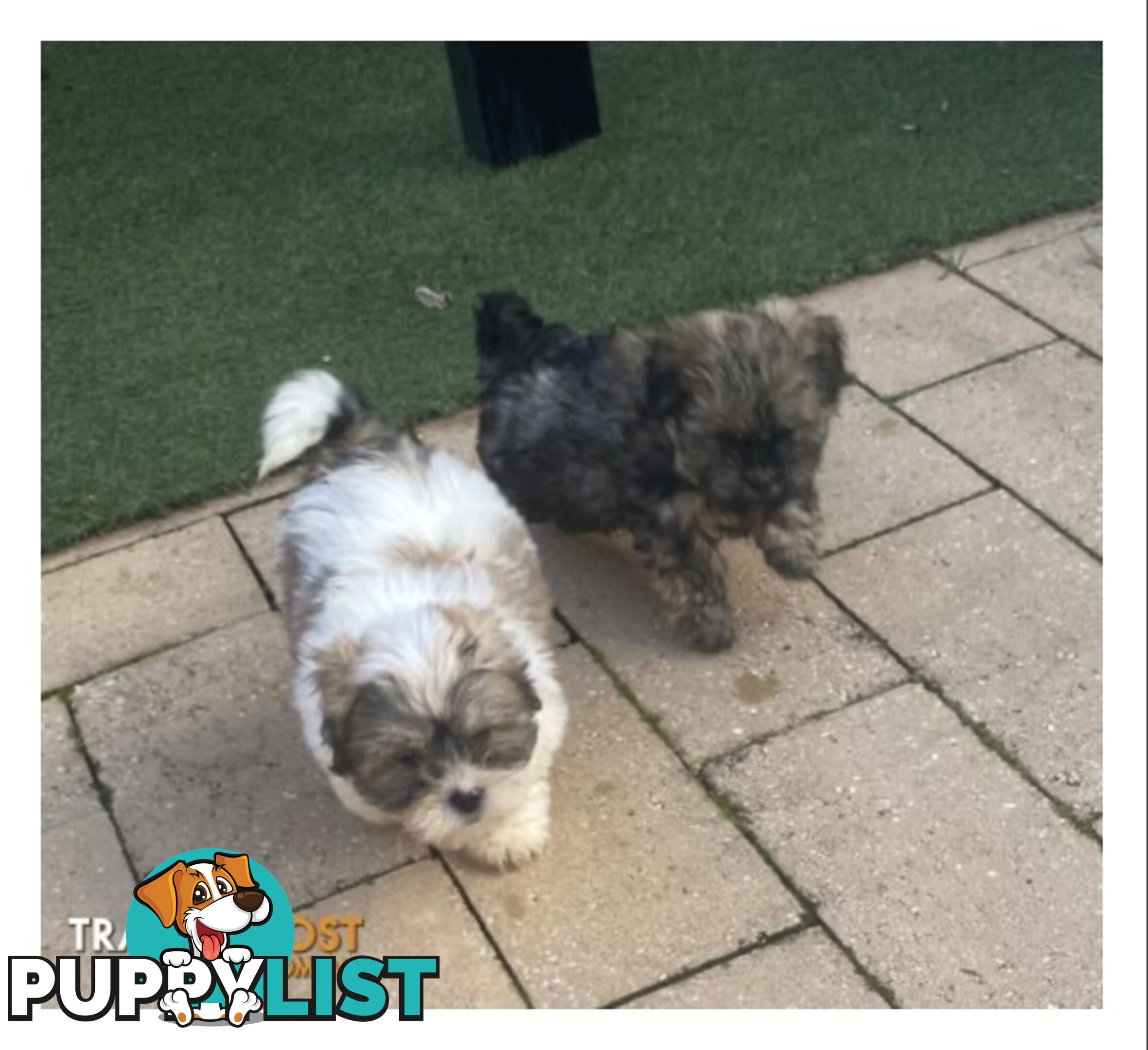 Maltese Shitzu Pups