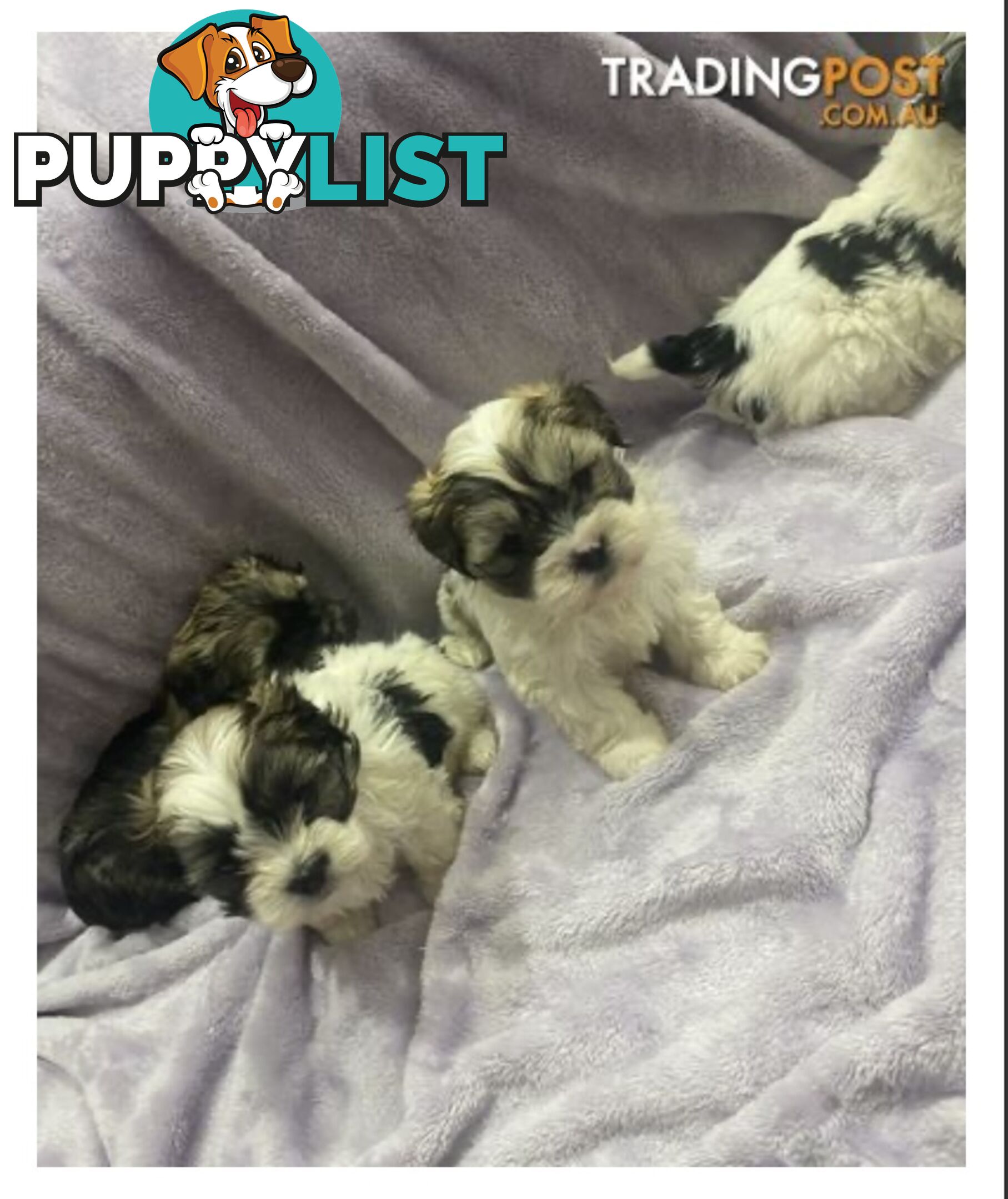 Maltese Shitzu Pups