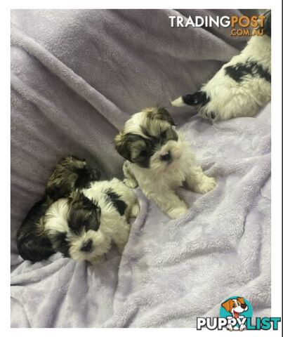 Maltese Shitzu Pups
