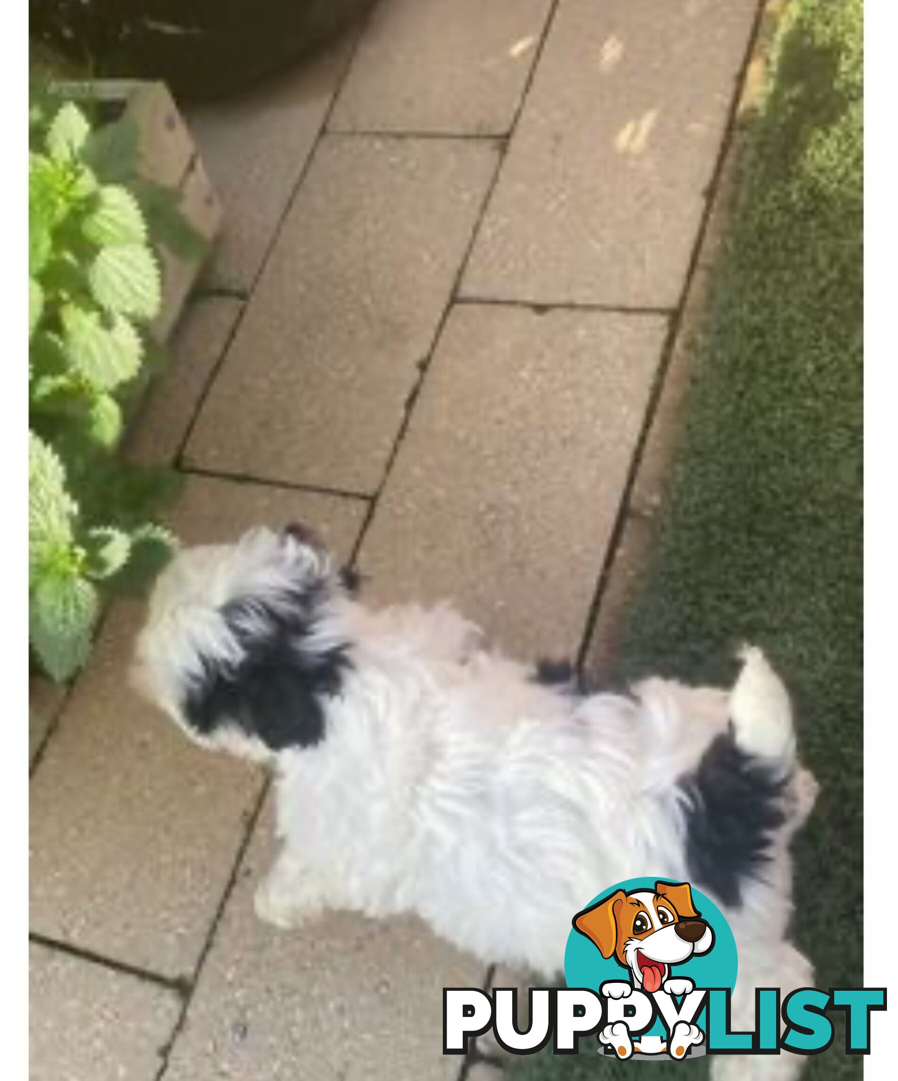 Maltese Shitzu Pups