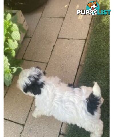 Maltese Shitzu Pups