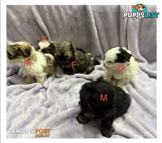 Maltese Shitzu Pups