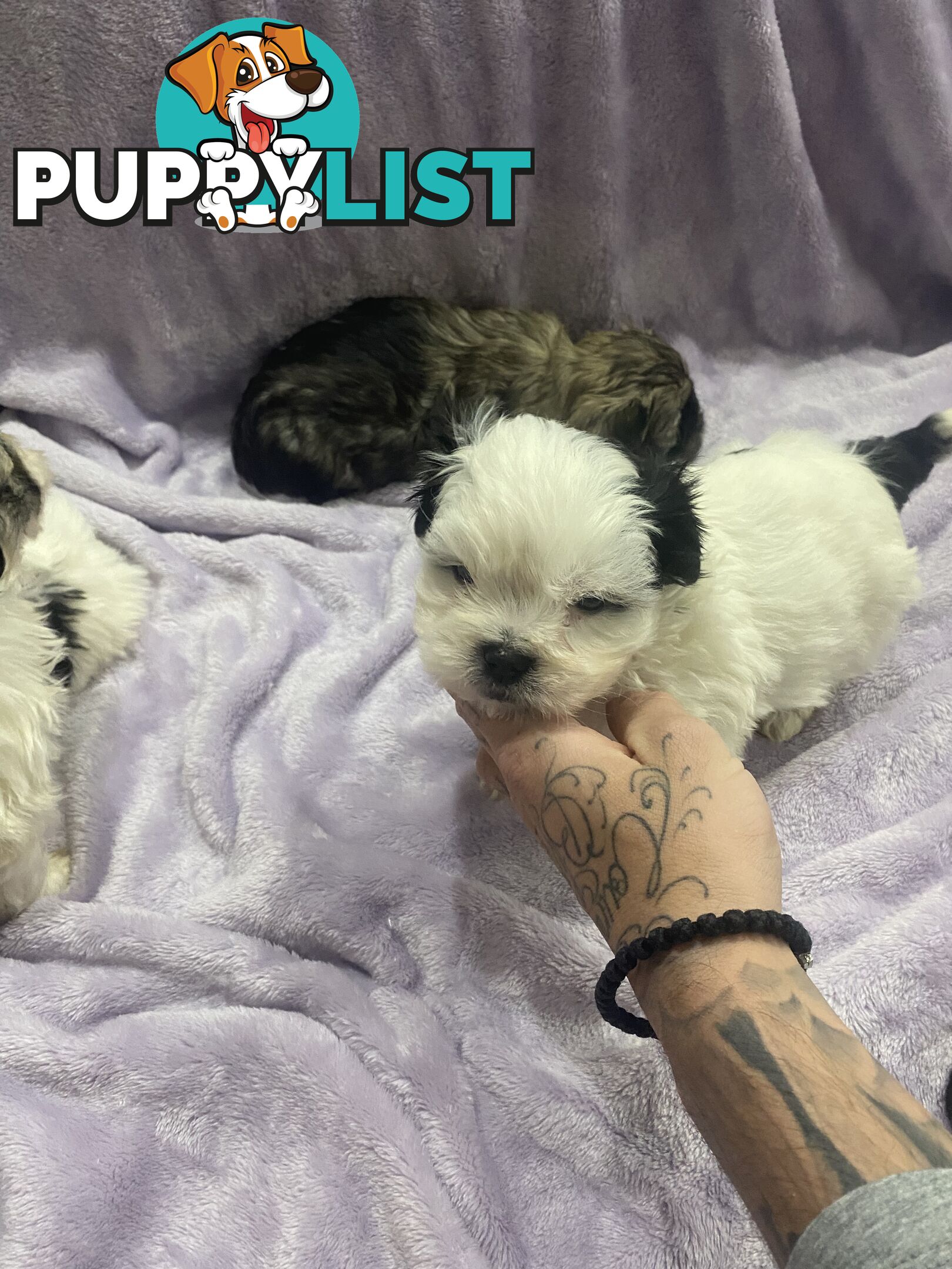 Maltese Shitzu Pupps