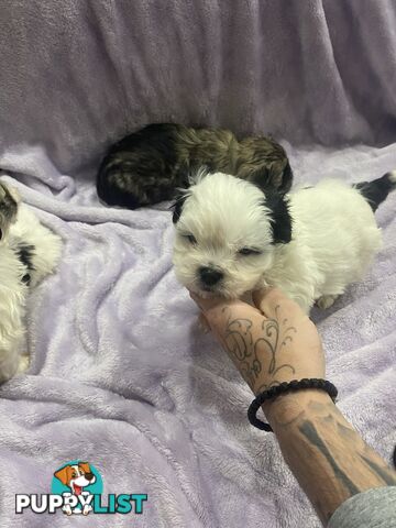 Maltese Shitzu Pupps