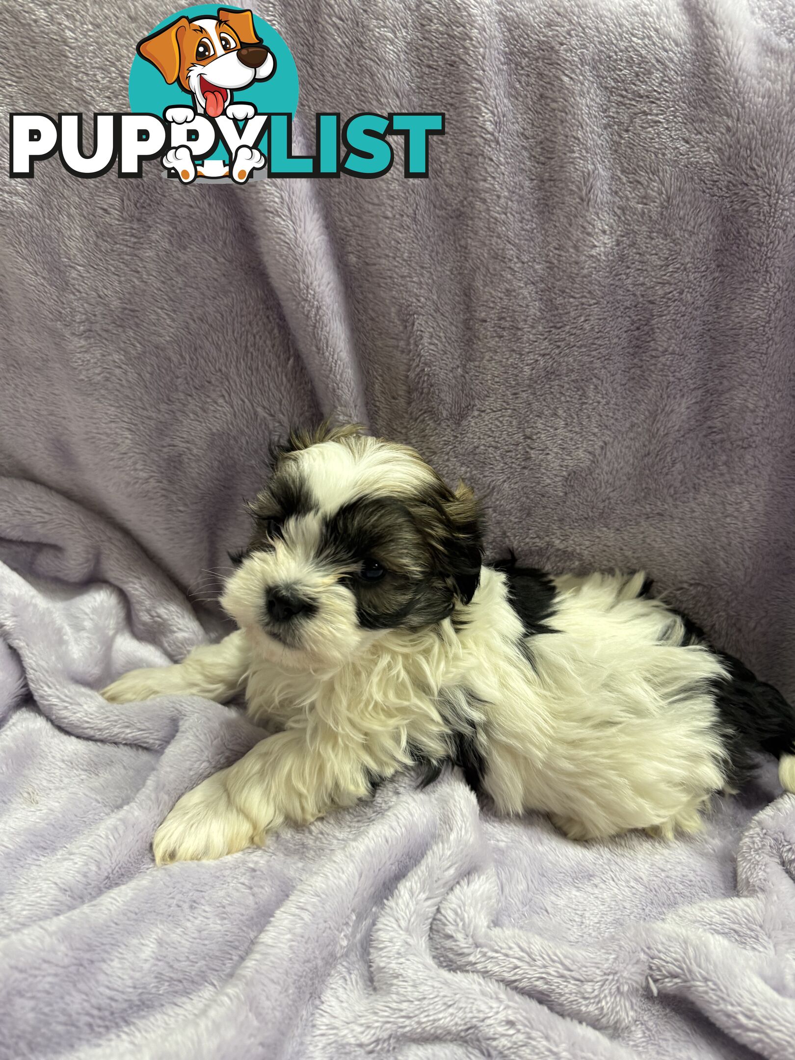 Maltese Shitzu Pupps