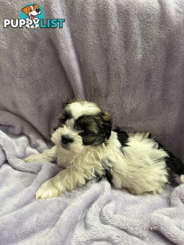 Maltese Shitzu Pupps