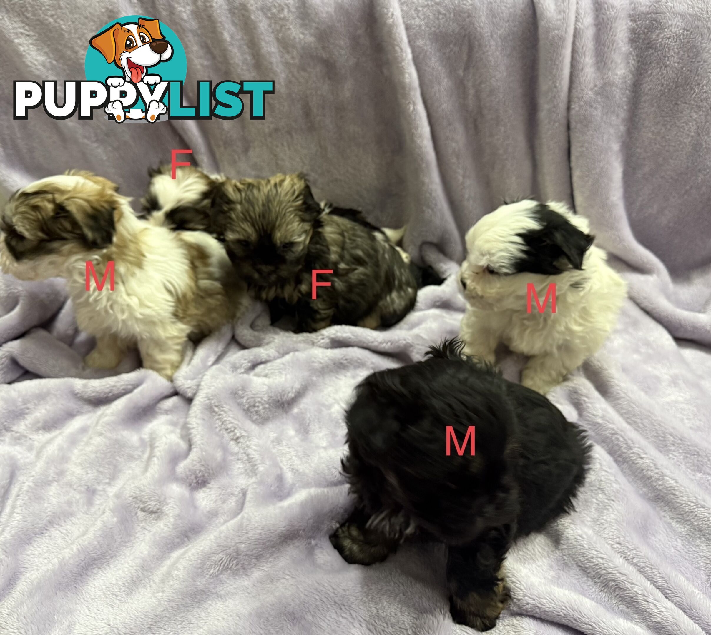 Maltese Shitzu Pupps